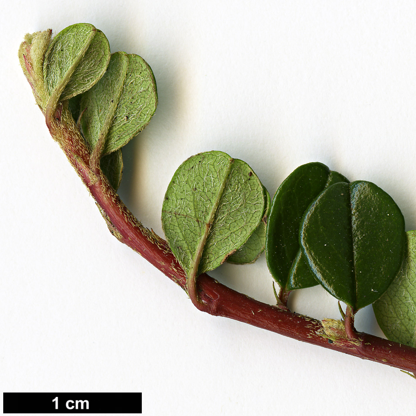 High resolution image: Family: Rosaceae - Genus: Cotoneaster - Taxon: lidjiangensis